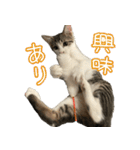 まはほ（個別スタンプ：9）