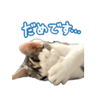 まはほ（個別スタンプ：11）