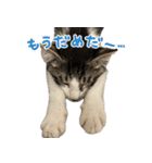 まはほ（個別スタンプ：22）