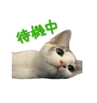まはほ（個別スタンプ：23）