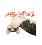 まはほ（個別スタンプ：24）