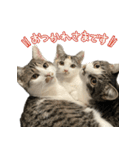 まはほ（個別スタンプ：36）
