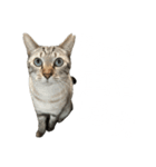 シャムトラミックスと日常会話3-KAI-海（個別スタンプ：1）