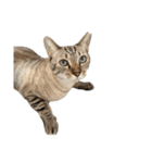 シャムトラミックスと日常会話3-KAI-海（個別スタンプ：2）