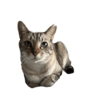 シャムトラミックスと日常会話3-KAI-海（個別スタンプ：3）