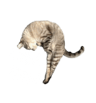 シャムトラミックスと日常会話3-KAI-海（個別スタンプ：4）