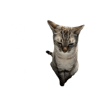 シャムトラミックスと日常会話3-KAI-海（個別スタンプ：8）