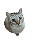 シャムトラミックスと日常会話3-KAI-海（個別スタンプ：10）