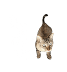 シャムトラミックスと日常会話3-KAI-海（個別スタンプ：12）