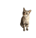 シャムトラミックスと日常会話3-KAI-海（個別スタンプ：13）