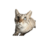 シャムトラミックスと日常会話3-KAI-海（個別スタンプ：14）