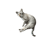 シャムトラミックスと日常会話3-KAI-海（個別スタンプ：15）
