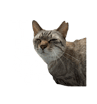 シャムトラミックスと日常会話3-KAI-海（個別スタンプ：16）