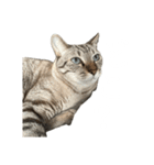 シャムトラミックスと日常会話3-KAI-海（個別スタンプ：17）