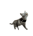 シャムトラミックスと日常会話3-KAI-海（個別スタンプ：18）