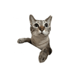 シャムトラミックスと日常会話3-KAI-海（個別スタンプ：19）