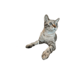 シャムトラミックスと日常会話3-KAI-海（個別スタンプ：22）