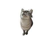 シャムトラミックスと日常会話3-KAI-海（個別スタンプ：23）