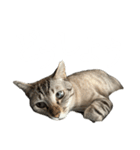 シャムトラミックスと日常会話3-KAI-海（個別スタンプ：24）