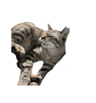 シャムトラミックスと日常会話3-KAI-海（個別スタンプ：26）
