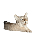 シャムトラミックスと日常会話3-KAI-海（個別スタンプ：27）