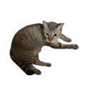 シャムトラミックスと日常会話3-KAI-海（個別スタンプ：28）