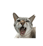 シャムトラミックスと日常会話3-KAI-海（個別スタンプ：29）