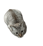 シャムトラミックスと日常会話3-KAI-海（個別スタンプ：30）