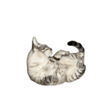 シャムトラミックスと日常会話3-KAI-海（個別スタンプ：32）
