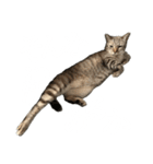 シャムトラミックスと日常会話3-KAI-海（個別スタンプ：34）