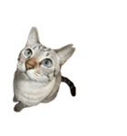 シャムトラミックスと日常会話3-KAI-海（個別スタンプ：39）