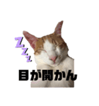 長崎弁×ネコ【実写】（個別スタンプ：8）