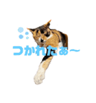 長崎弁×ネコ【実写】（個別スタンプ：9）