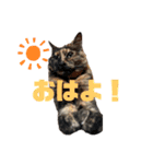 長崎弁×ネコ【実写】（個別スタンプ：12）
