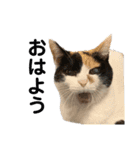 うちの猫しかいないスタンプ2（個別スタンプ：1）