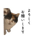 うちの猫しかいないスタンプ2（個別スタンプ：6）