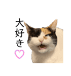 うちの猫しかいないスタンプ2（個別スタンプ：9）