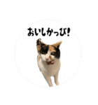 うちの猫しかいないスタンプ2（個別スタンプ：10）