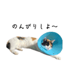 うちの猫しかいないスタンプ2（個別スタンプ：11）