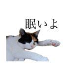 うちの猫しかいないスタンプ2（個別スタンプ：12）