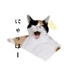 うちの猫しかいないスタンプ2（個別スタンプ：13）