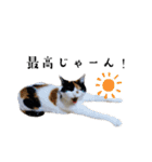 うちの猫しかいないスタンプ2（個別スタンプ：14）