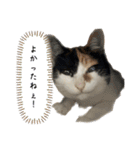 うちの猫しかいないスタンプ2（個別スタンプ：15）