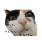 うちの猫しかいないスタンプ2（個別スタンプ：16）