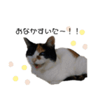うちの猫しかいないスタンプ2（個別スタンプ：18）