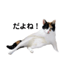 うちの猫しかいないスタンプ2（個別スタンプ：19）