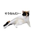 うちの猫しかいないスタンプ2（個別スタンプ：20）