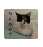 うちの猫しかいないスタンプ2（個別スタンプ：21）