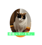 うちの猫しかいないスタンプ2（個別スタンプ：23）