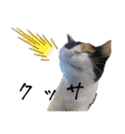 うちの猫しかいないスタンプ2（個別スタンプ：24）